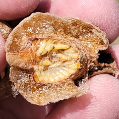 Tenodera sinensis