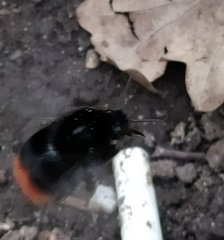 Bombus