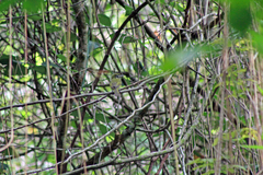 Rhynchocyclus brevirostris