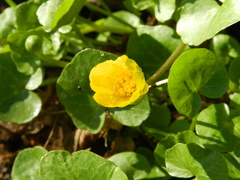 Ficaria verna