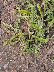 Achillea millefolium