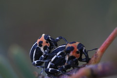 Neodiplogrammus quadrivittatus