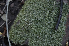 Catagonium nitens nitens