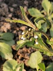 Capsella bursa-pastoris