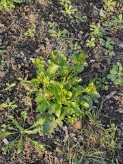 Barbarea vulgaris