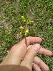 Penstemon oklahomensis
