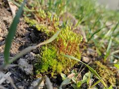 Pohlia nutans