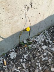 Tussilago farfara
