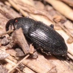 Baris artemisiae