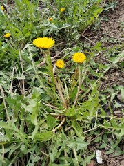 Taraxacum officinale