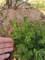 Galium mollugo