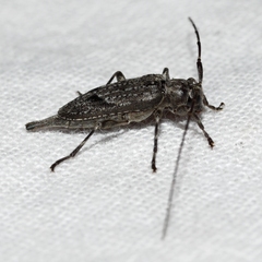 Eutrichillus biguttatus