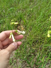 Penstemon oklahomensis