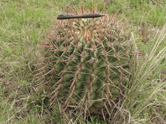 Ferocactus recurvus recurvus