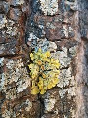 Xanthoria parietina