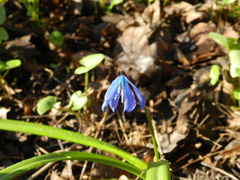 Scilla siberica