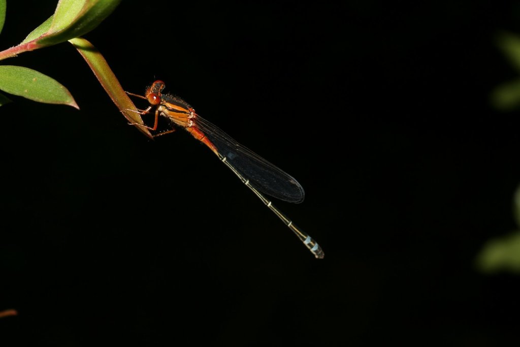 Xanthagrion