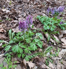 Corydalis solida