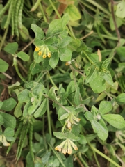 Lotus ornithopodioides