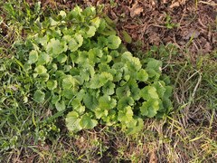 Alliaria petiolata