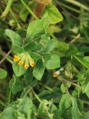 Lotus ornithopodioides