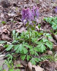 Corydalis solida
