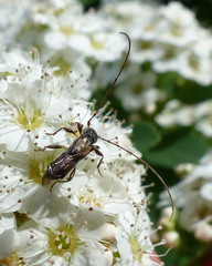 Molorchus bimaculatus