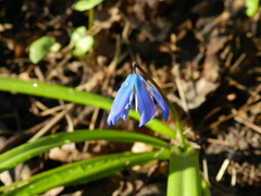 Scilla siberica