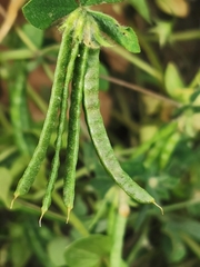 Lotus ornithopodioides