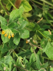 Lotus ornithopodioides