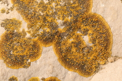 Variospora