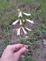 Penstemon oklahomensis