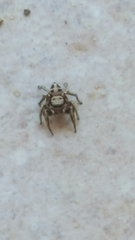 Habronattus klauseri