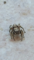 Habronattus klauseri