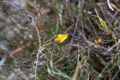 Aspalathus lebeckioides