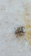 Habronattus klauseri