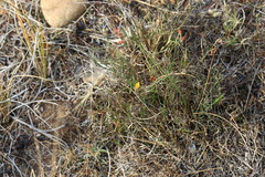 Aspalathus lebeckioides