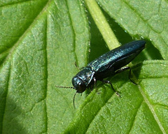 Agrilus cyanescens
