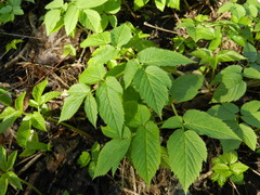 Aegopodium podagraria