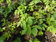 Aegopodium podagraria