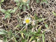 Tridax procumbens image
