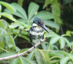 Chloroceryle americana