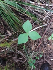 Trillium ovatum
