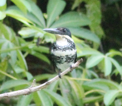 Chloroceryle americana