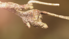 Zapatella quercusphellos