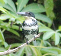 Chloroceryle americana