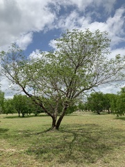 Leucaena pulverulenta