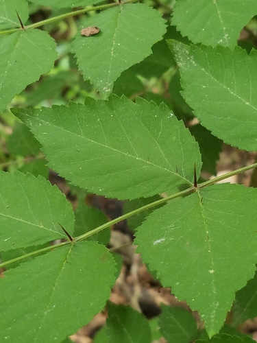 Japanese angelica tree