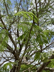 Leucaena pulverulenta