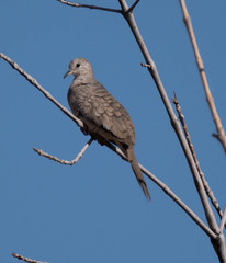 Columbina inca